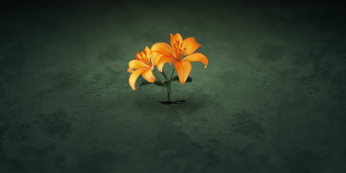 1920x1080 Creative Flower Wallpapers - Top Free Creative Flower Backgrounds