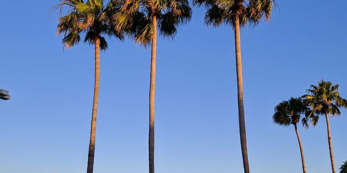 910x1213 HD wallpaper: tampa, united states, florida, nature, tropical, usa