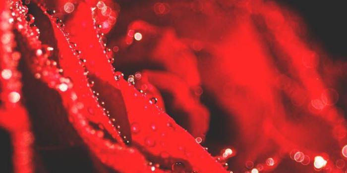 736x1308 10 Pretty Red Wallpapers For Your Red iPhone XR | New wallpaper