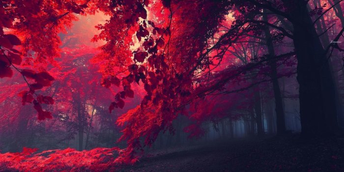 2560x1440 Pretty Red Backgrounds (47+ images)