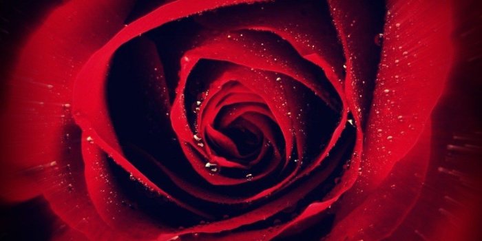 1368x855 Nice Pretty Rose Cool Red Flower Computer Wallpapers - Green Rose