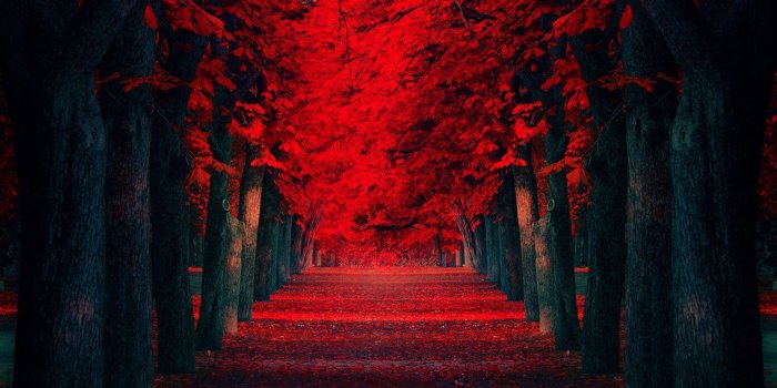 1600x900 Free download Red Leaves Beautiful Fall Landscapes HD Wallpapers