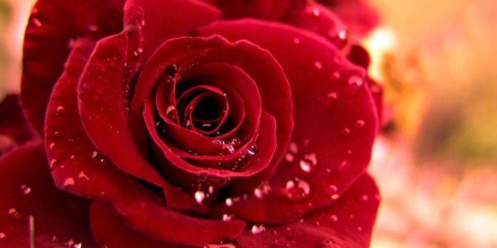 3840x2328 Water Drops Roses Astonishing Wallpapers HD | Beautiful red roses