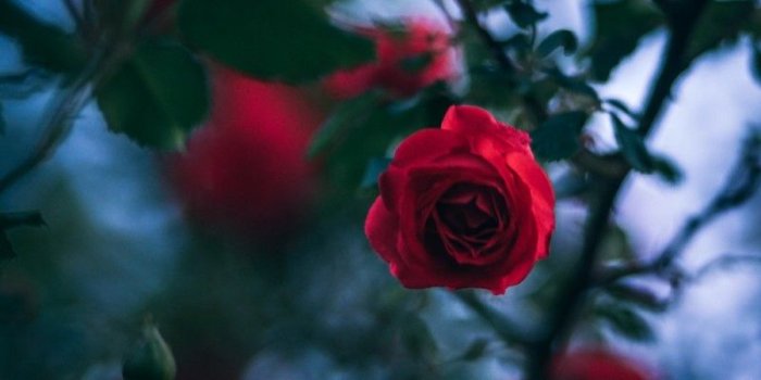 800x1200 Red Rose Black Background