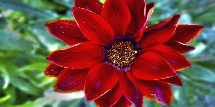 2560x1600 Pretty Red Flower HD Wallpaper | Background Image | 2560x1600 | ID