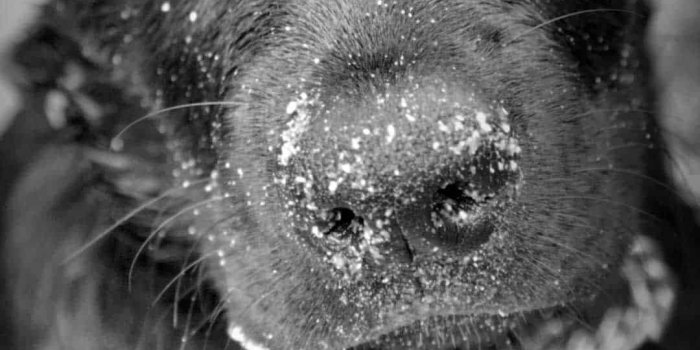 1080x1920 20 Free Awesome Dog Phone Wallpapers HD | Barking Laughs