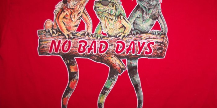 1600x1200 San Jose Del Cabo Mexico Lizards 