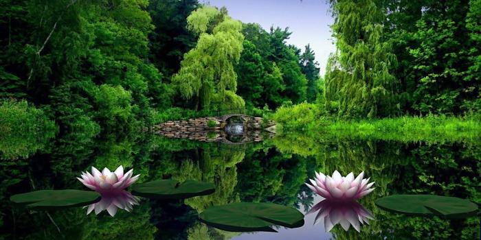 1920x1080 Nature Water And Leaves HD Wallpaper Desktop Wallpapers HD 4k High