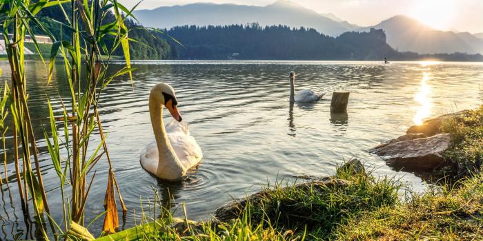 2160x1350 nature, Swan, Animals, Water Wallpapers HD / Desktop and Mobile