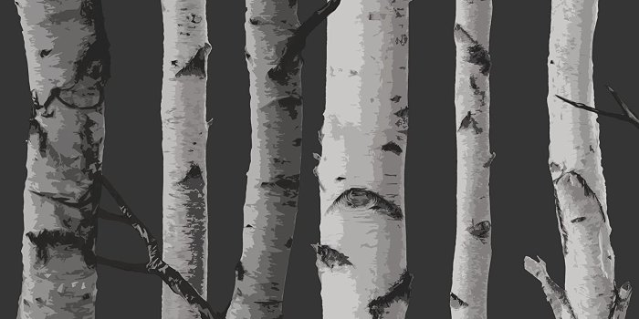 1464x1500 Fine Decor 2900-31052 Black Distinctive Birch Tree Wallpaper