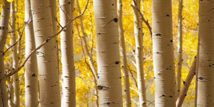 2808x1579 fall birch trees wallpaper | Tree hd wallpaper