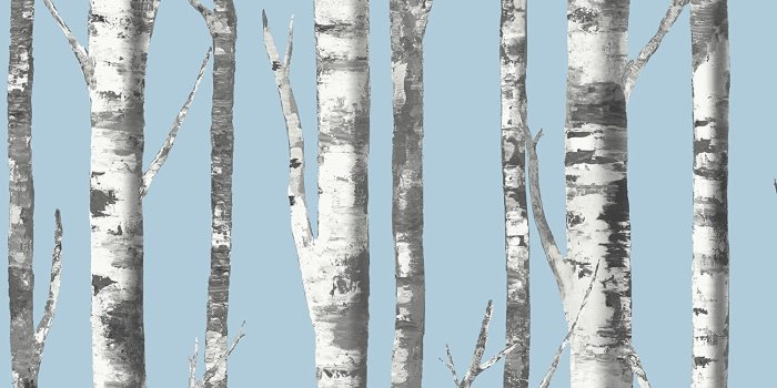 1500x1139 Birch Tree Wallpaper. Modern Nature. (Blue, Charcoal, Black