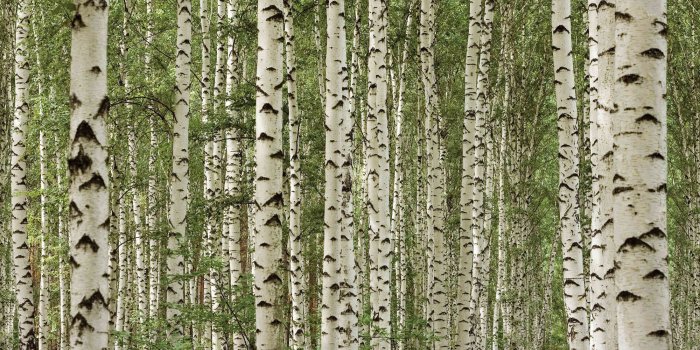 2000x1329 Birch Tree Wallpaper (52+ images)