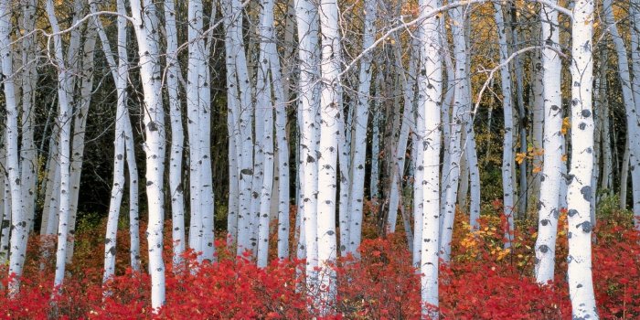 1920x1080 53+ Birch Tree Wallpapers on WallpaperPlay