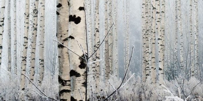 750x1334 Birch Tree Wallpaper Iphone, Hd Wallpapers & backgrounds Download