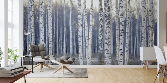 2000x850 Birch Tree – wall murals online – Photowall