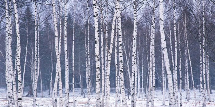 2360x1675 Birch Tree wallpaper ·① Download free awesome HD backgrounds for