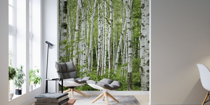 1682x645 Birch Trees—wall murals for every room—Photowall