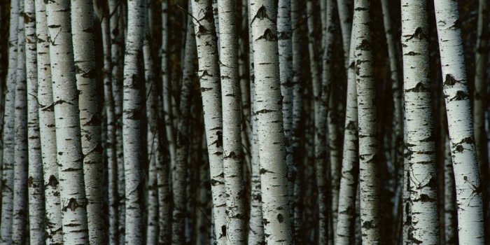 1024x768 49+] Birch Tree Wallpaper for Walls on WallpaperSafari