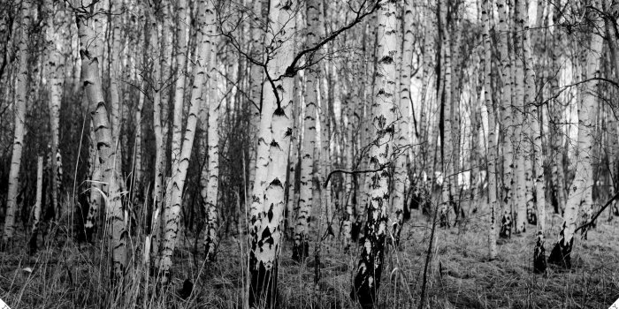 2560x1440 Birch Tree wallpaper | 2560x1440 | #55044