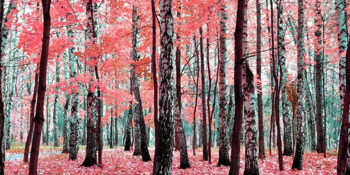 1920x1200 Birch Tree wallpaper ·① Download free awesome HD backgrounds for