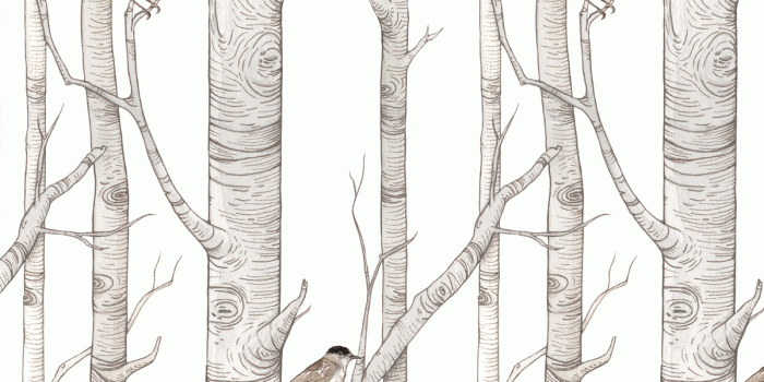 1200x1200 Birch Forest Wallpaper – dekornik.com wallstickers and wallpapers
