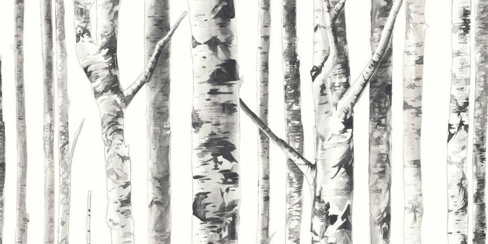 1200x1221 KOZIEL BLUFF SILVER BIRCH TREES WALLPAPER J21517 WHITE BIRCH TREES