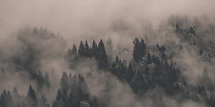 1920x1080 Free download Foggy Forest Wallpaper Flip Wallpapers Download