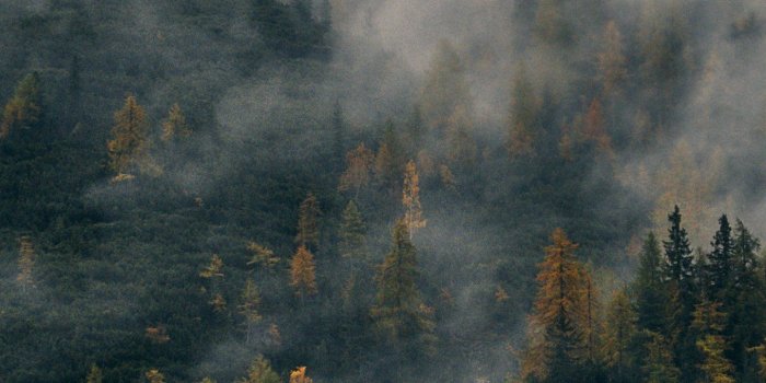 1440x2560 Foggy Forest Hill Wallpaper - iPhone, Android & Desktop Backgrounds