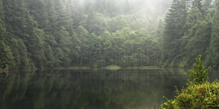 1920x1200 foggy forest Wallpapers HD / Desktop and Mobile Backgrounds