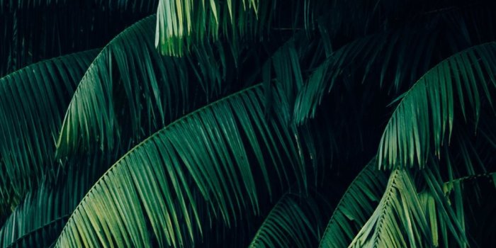 1000x1502 Tropical Wallpapers: Free HD Download [500+ HQ] | Unsplash
