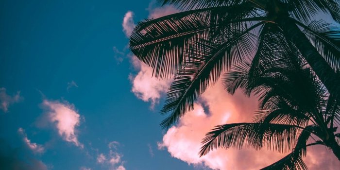 1000x1500 Tropical Wallpapers: Free HD Download [500+ HQ] | Unsplash