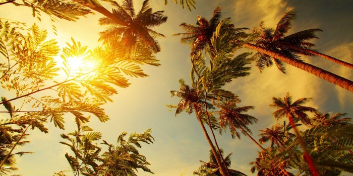 2560x1600 Tropical Wallpaper (65+ images)