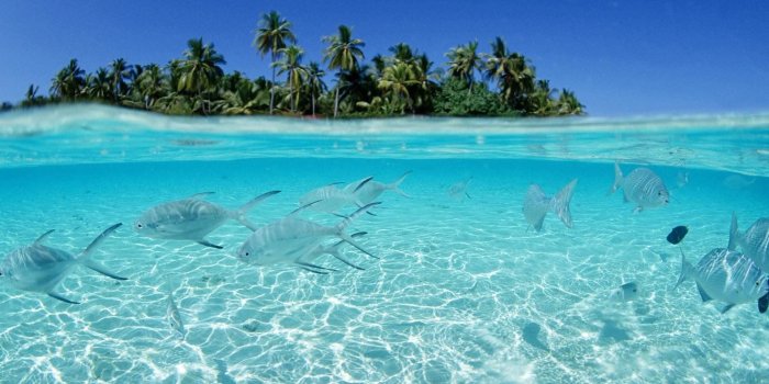 1920x1200 58+ Tropical Pictures Wallpapers on WallpaperPlay