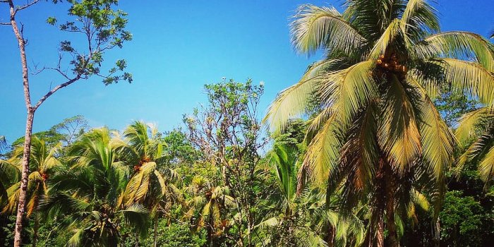 910x910 HD wallpaper: costa rica, pura vida, central america, jungle