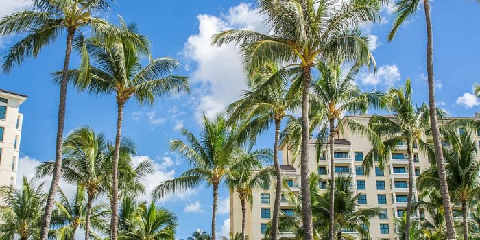 910x1363 HD wallpaper: oahu, ko olina, hawaii, palm trees, beach, landscape