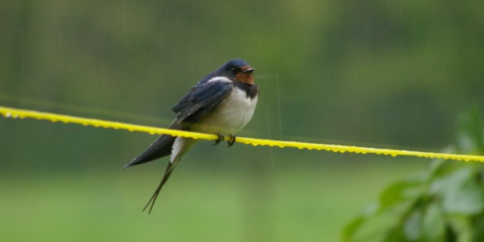 2560x1600 BARN SWALLOW IN THE POURING RAIN WALLPAPER ( Desktop Background