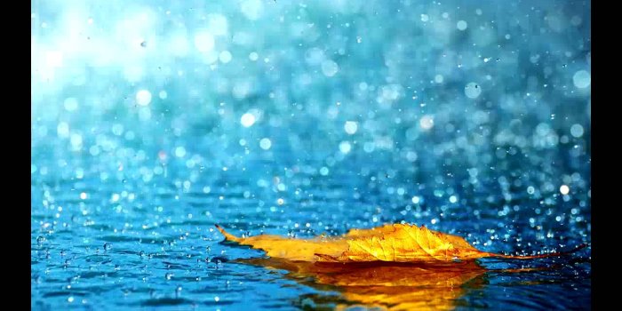 1280x720 Autumn Leaf in the Rain #4249058, 1280x720 | All For Desktop