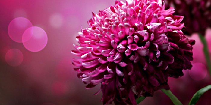 1920x1200 48+] Large Floral Wallpaper on WallpaperSafari