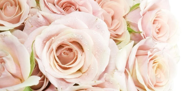 1534x1017 Large Flower Wallpaper , (60+) Pictures