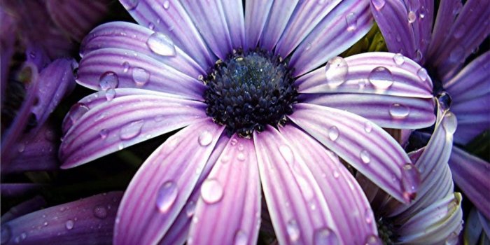 1024x768 Free download Wallpaper Big beautiful flowers wallpapers [1024x768