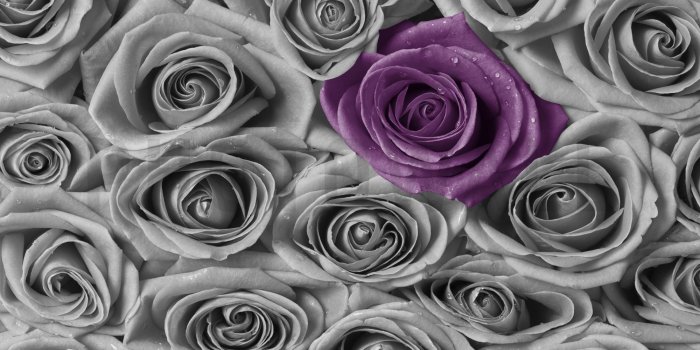 2000x1333 Roses - Purple and Grey - Wall Mural & Photo Wallpaper