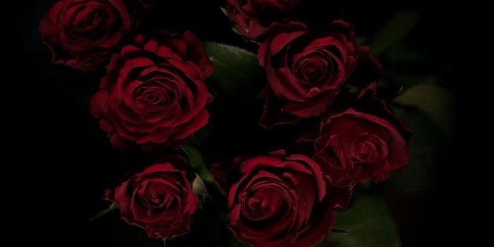 1080x1920 Dark Rose Wallpapers - Top Free Dark Rose Backgrounds