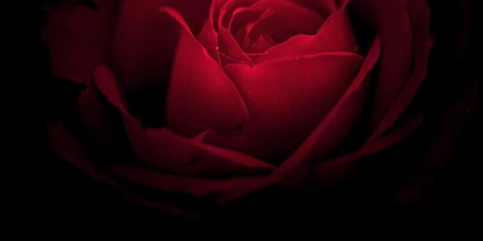 720x1280 Iphone Rose Black Wallpaper Hd - 720x1280 Wallpaper - Ecopetit.cat