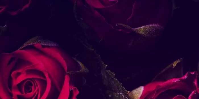 1500x2592 Pink and Black Rose Wallpaper (69+ images)