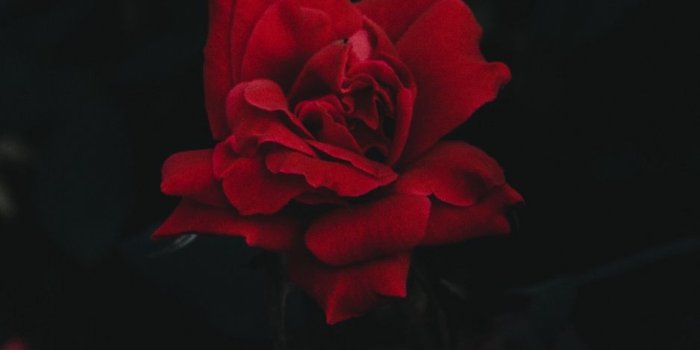 938x1668 iPhone Wallpaper | Flowering plant, Garden roses, Red, Flower