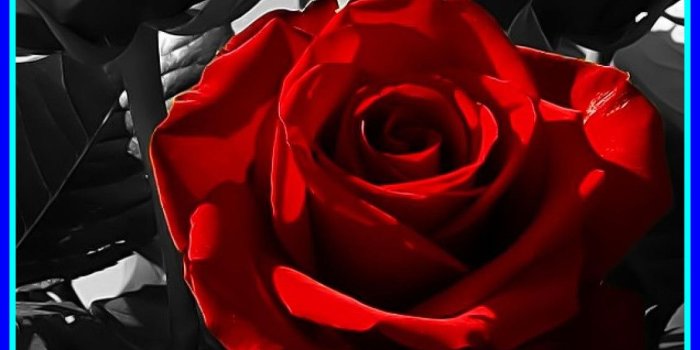 1130x1970 Black - Red Rose Black Roses, Hd Wallpapers & backgrounds Download