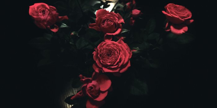 2000x1333 Black Roses Wallpaper Iphone | Roses Gallery