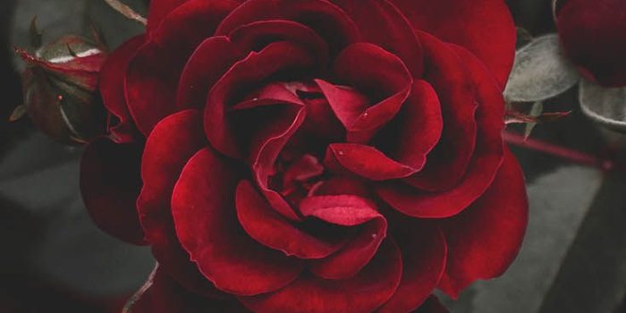 736x1308 Floral Roses Iphone Wallpaper By Preppy Wallpapers - Rose