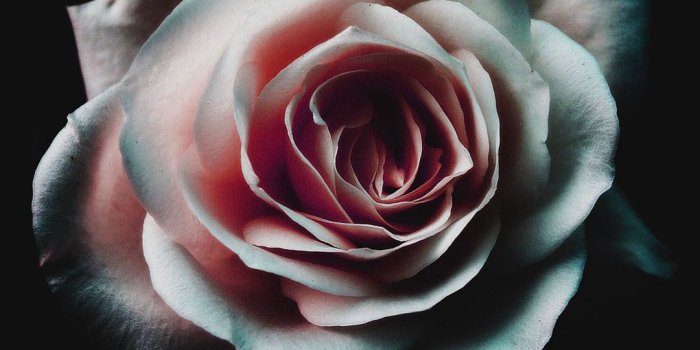 1080x1920 Iphone 7 Black Rose Wallpaper